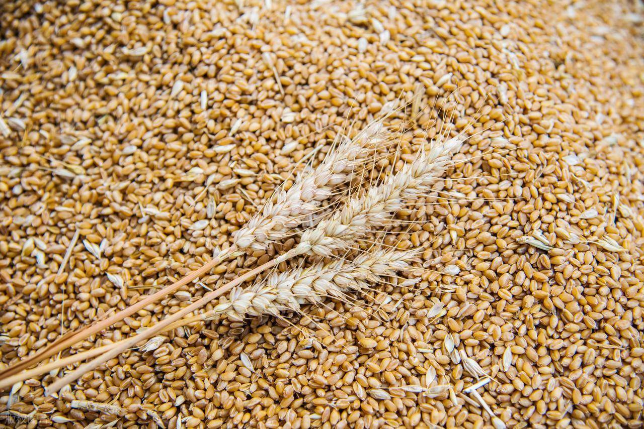 原創(chuàng)托市小麥拍賣清單出來(lái)了！小麥行情要反轉(zhuǎn)？