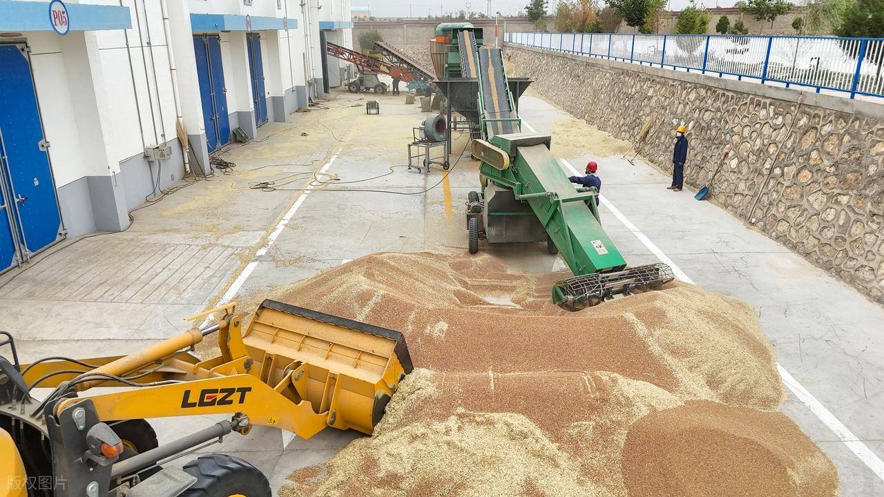 原創(chuàng)托市小麥拍賣清單出來(lái)了！小麥行情要反轉(zhuǎn)？