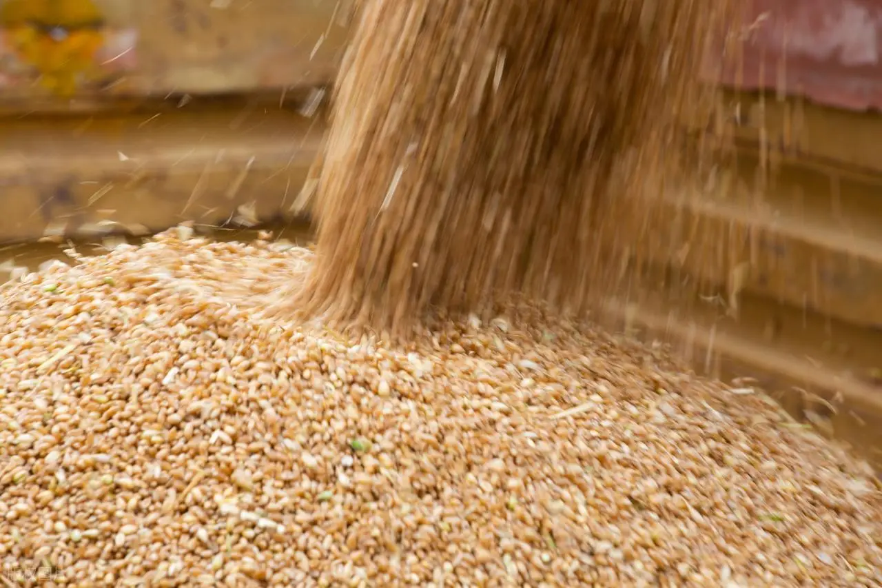 原創(chuàng)托市小麥拍賣清單出來(lái)了！小麥行情要反轉(zhuǎn)？