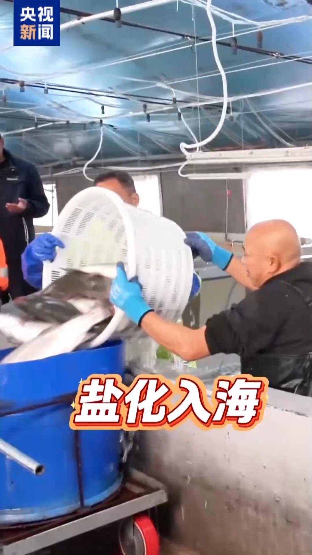 “十五五”開好局 起好步丨三文魚也要“搬家” 陸海接力養(yǎng)殖助力“藍(lán)色糧倉”